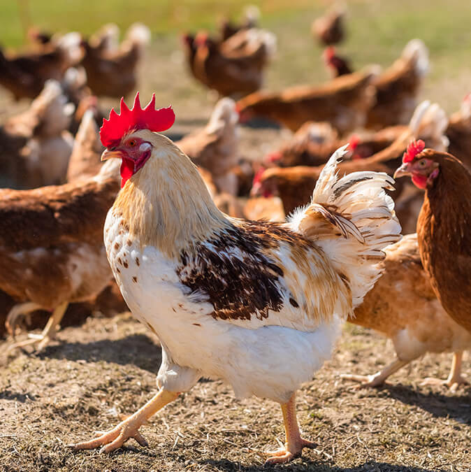 Proyecto de cooperación internacional ofrece oportunidades de trabajo en el campo