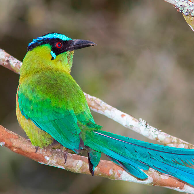 Conoce las más de 80 especies de aves que tiene nuestro Hotel y Parque Ecológico Piedras Blancas